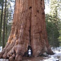 12-fakta-menarik-mengenai-pohon-terbesar-di-planet-bumi