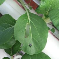 new-all-about-hidroponik