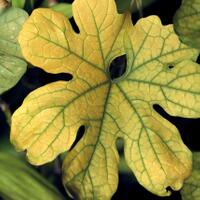 alun-alun-nikonian---part-14