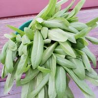 new-all-about-hidroponik