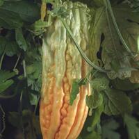 alun-alun-nikonian---part-14