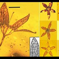 meski-terlihat-baru-dipetik-7-spesimen-bunga-ini-telah-berumur-100-juta-tahun