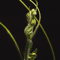 alun-alun-nikonian---part-14