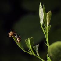 alun-alun-nikonian---part-14