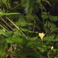 alun-alun-nikonian---part-14