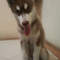 new-siberian-husky-lovers---read-page-1-for-update---part-2