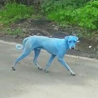 aneh-anjing-berubah-warna-jadi-biru-gan