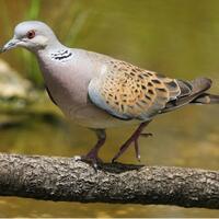 Mitos Burung Perkutut Dalam Tradisi Jawa Kuno Kaskus