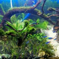 aquascape-for-everyone-learning-and-sharing---part-3