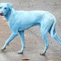 misteri-anjing-anjing-biru-di-india