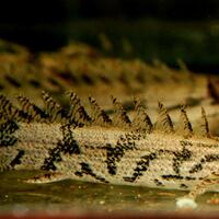 polypterus-aka-palmas-lounge-part-ii-ask-sharing--post-your-bichir-here---part-1