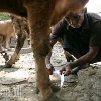 unik-nurohman-ajak-dua-anak-dan-menantunya-buka-salon-khusus-sapi