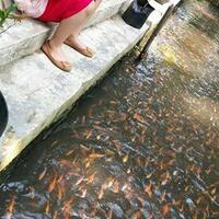 keren--tak-cuma-bersih-sungai-di-imogiri-ini-juga-penuh-ikan-lho