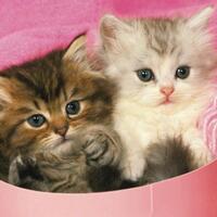 5-kucing-dengan-bentuk-paling-aneh-di-dunia