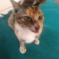 cat-lovers-kaskus-read-page-1-first---part-5