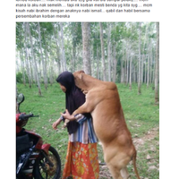 enggan-dipotong-sapi-ini-peluk-pemiliknya