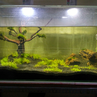 aquascape-for-everyone-learning-and-sharing---part-3