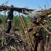 hari-ini-ratusan-petani-gula-demo-di-kemendag