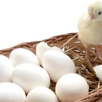 gawat-90-persen-telur-ayam-kampung-di-pasar-ternyata-palsu