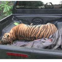 matinya-harimau-betina-langka-di-tangan-petani-sawit