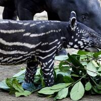 bayi-tapir-imut-di-kebun-binatang-bandung