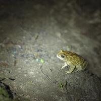 alun-alun-nikonian---part-14