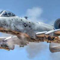 warthog-si-babi-lincah-bertaring-besar