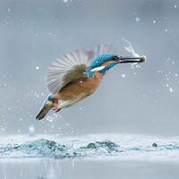 foto-alam-liar-terbaik-dalam-kontes-world-wildlife-day-photography-2017