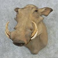 warthog-si-babi-lincah-bertaring-besar