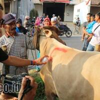 gonzales-kurban-sapi-di-mojosari-mojokerto