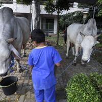 jokowi-jk-masing-masing-sumbang-seekor-sapi-di-istiqlal