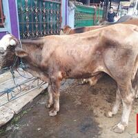 biasanya-kalau-ada-habib-rizieq-bisa-potong-12-sapi