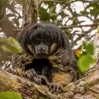 monyet-yang-dianggap-punah-ditemukan-kembali