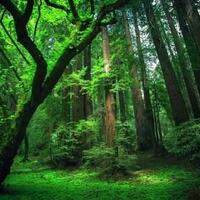 tips-cara-bertahan-hidup-di-hutan