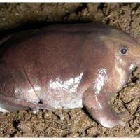 penemuan-spesies-katak-baru-bentuknya-aneh-bikin-ilmuwan-bingung