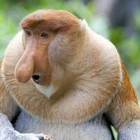 7-fakta-mengejutkan-tentang-hewan