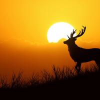 cystg-artifisial-world