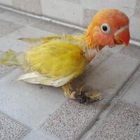 lovebird-lovers---part-1