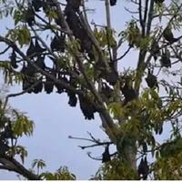 memburu-kelelawar-raksasa-sebesar-batman-di-aceh