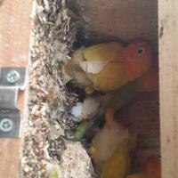 lovebird-lovers---part-1