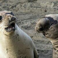 foto-foto-lucu-satwa-liar-di-comedy-wildlife-photography-awards-2017