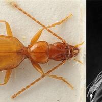 6-nama-ilmiah-dengan-latar-belakang-unik-dari-nama-artis-hingga-nama-presiden