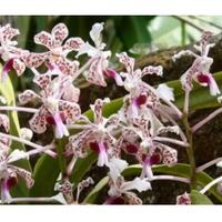 kapan-anggrek-cantik-khas-merapi-jadi-ikon-sleman