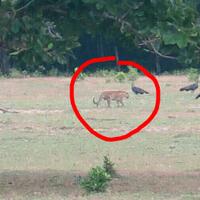 dikatakan-sudah-punah-harimau-jawa-terpotret-di-ujung-kulon