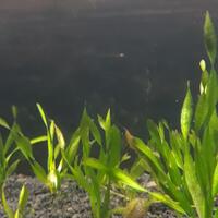 aquascape-for-everyone-learning-and-sharing---part-3