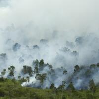 kebakaran-lahan-di-kotim-hanguskan-264-hektare