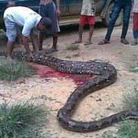 warga-tangkap-ular-lalu-dibedah-perutnya-isi-perutnya-jadi-santapan-warga