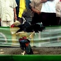 pasar-alok-jadi-arena-transaksi-sabung-ayam