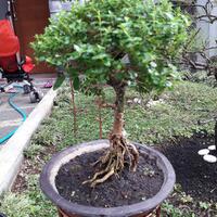 bonsai-kaskus-reborn-sharing--diskusi-seputar-seni-bonsai-indonesia