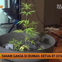 tanam-7-pohon-ganja-siap-panen-di-rumahnya-seorang-pria-dicokok-polisi